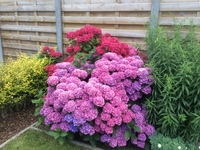 A good year for hortensia